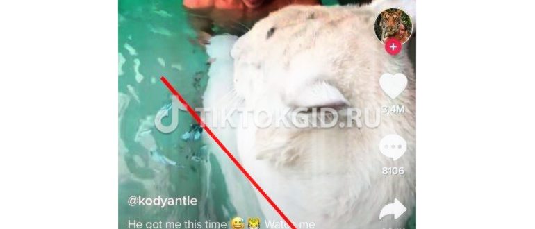 Китайский Тик