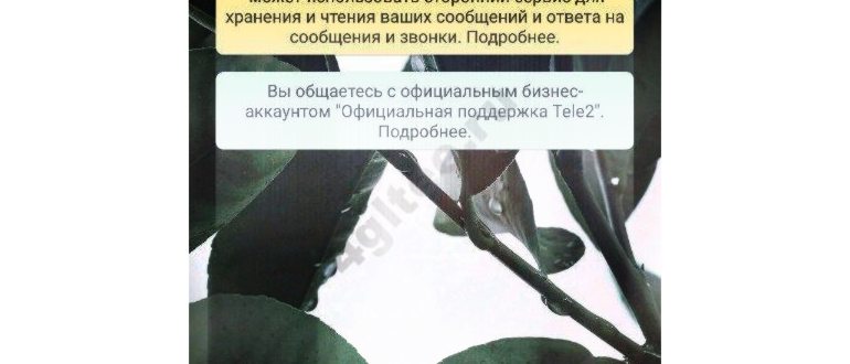 Узнаём о платных