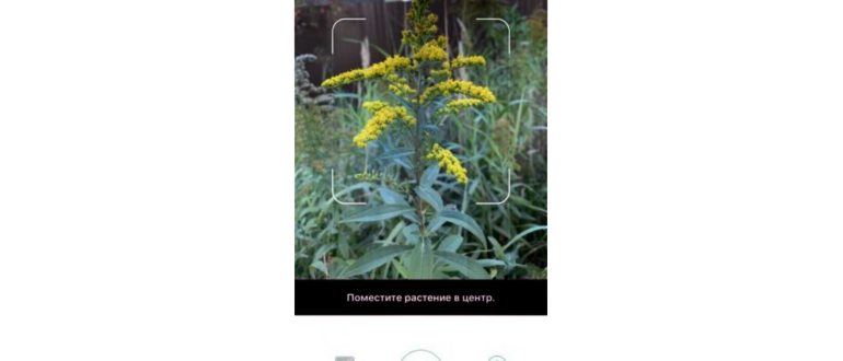 Сервис iNaturalist для определения растения по